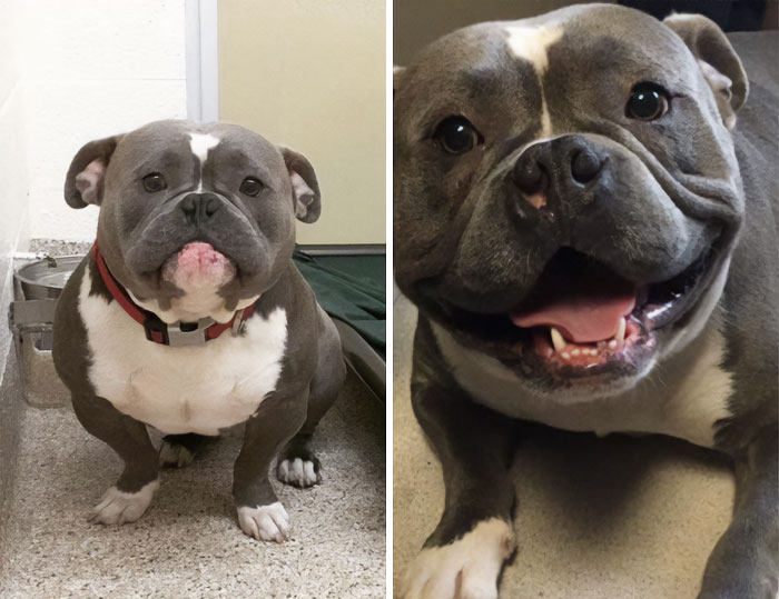 Estas son las fotos del antes y el después de la adopción de Frank