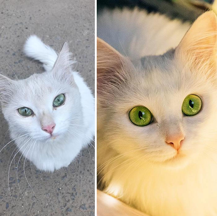 Adopté a este gato de la calle. Fotos antes y después. Un mes de diferencia