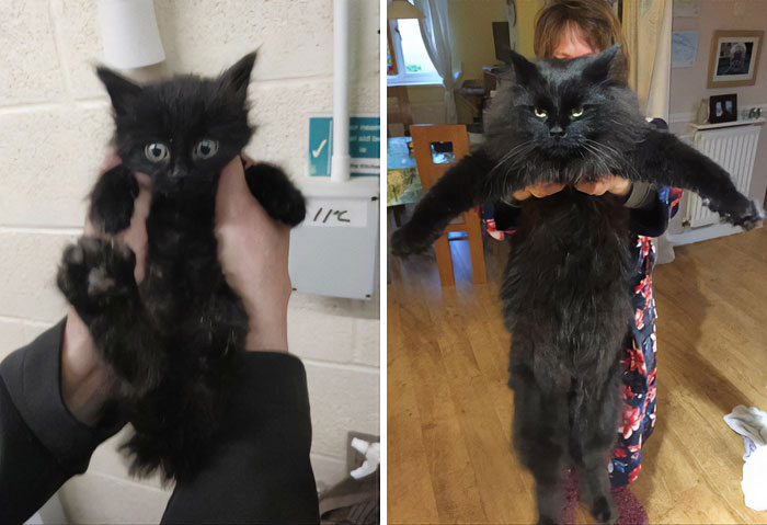 It's Almost A Year Since My Friend Brought Home A Rescue Kitten, So She Decided To Recreate The First Picture She Took Of Him