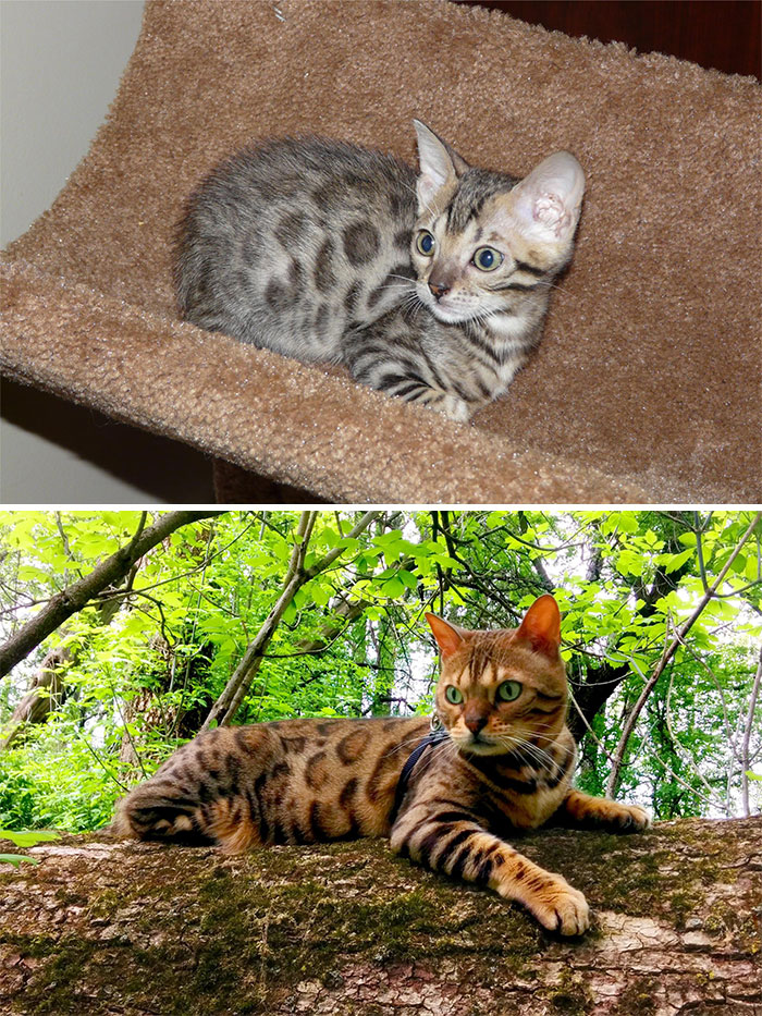 Nobody Picked Her Because She Was The "Ugly" Kitten Of The Litter. Just Look At Her Now!