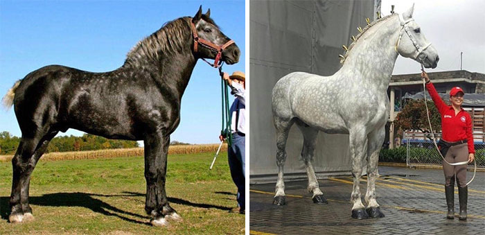 Este es el mismo caballo con 5 años de diferencia. Los percherones grises nacen negros y poco a poco se vuelven grises