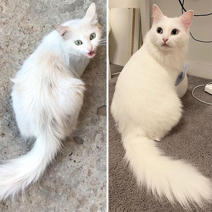 I Rescued The Cat Off The Street. Photos Before And After. One Year Difference