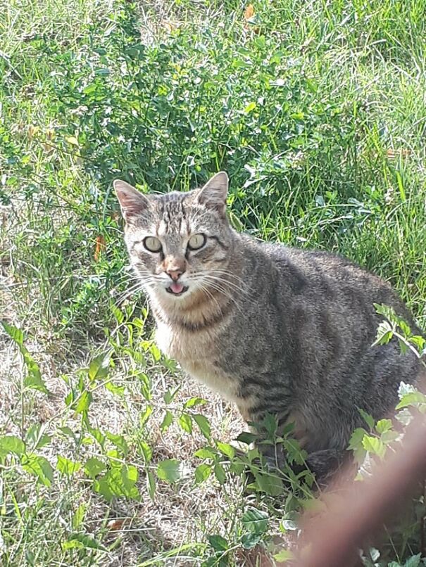 I Pspsps'd A Cat On My Way To School And It Turned To Me With A Blep