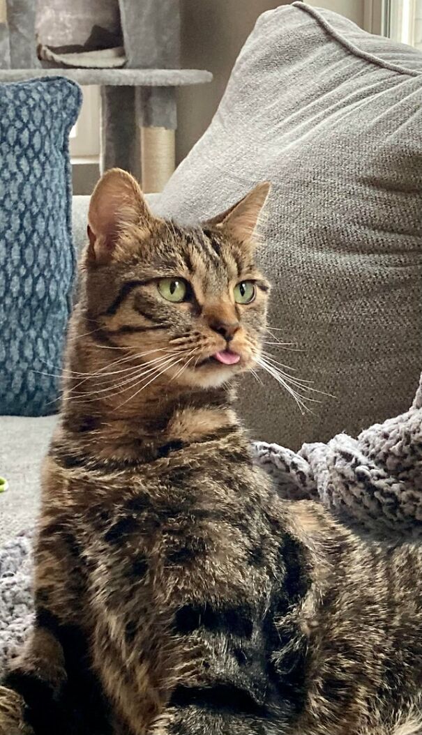 Chutney Doesn’t Blep Much But When He Does It’s Great