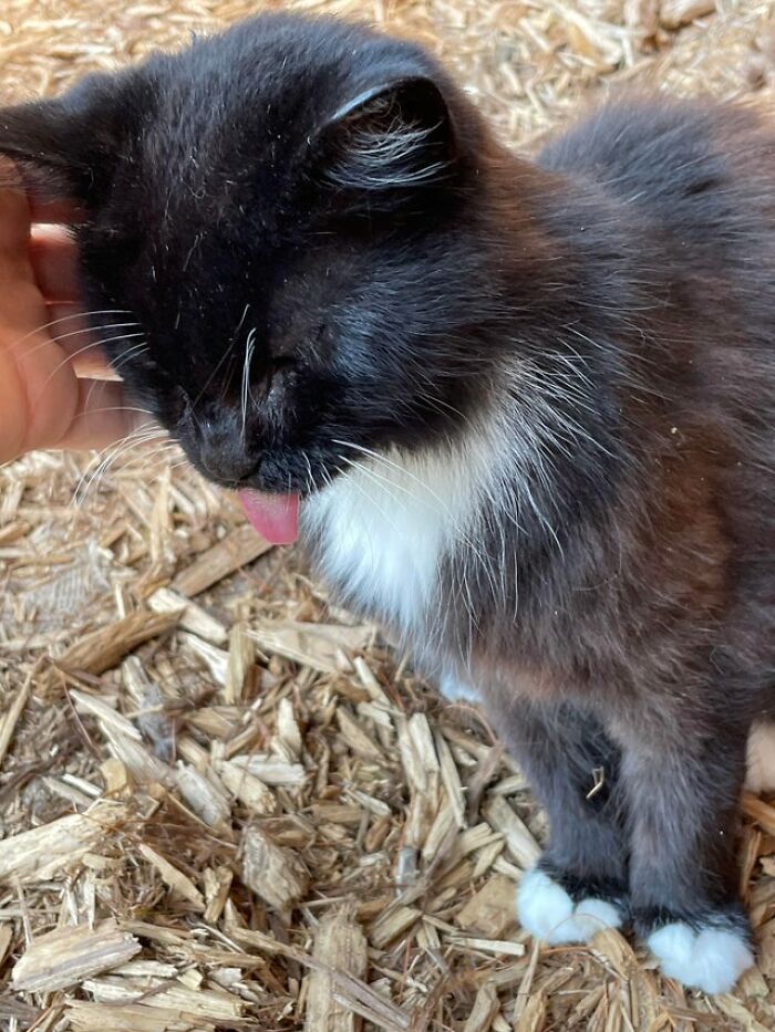 En el zoológico de Michigan, este gato sacó la lengua por un largo rato