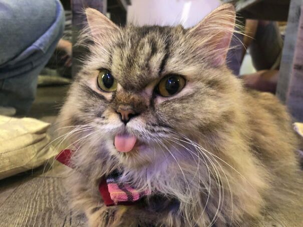 Went To A Cat Café Today And This Fella Blep All The Time