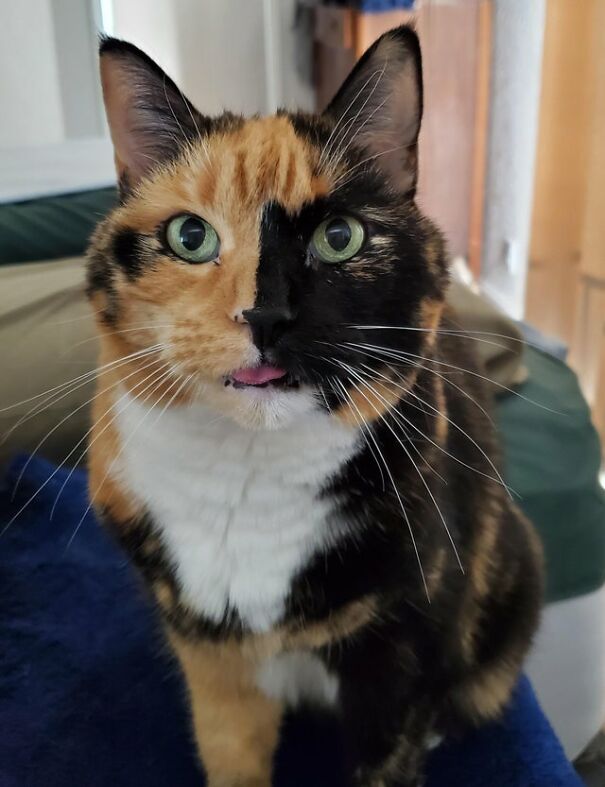 Blep If You're Cute And You Know It