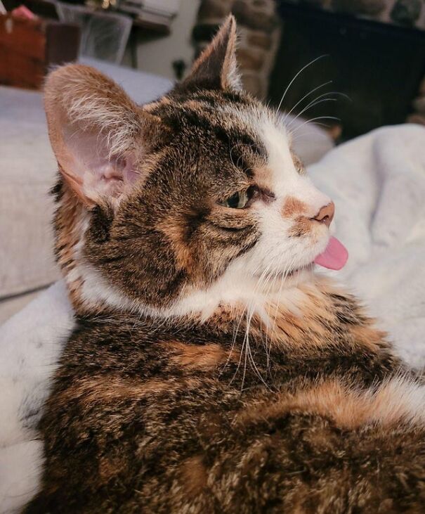 Sweet Old Lady Named Patches, Giving A Blep