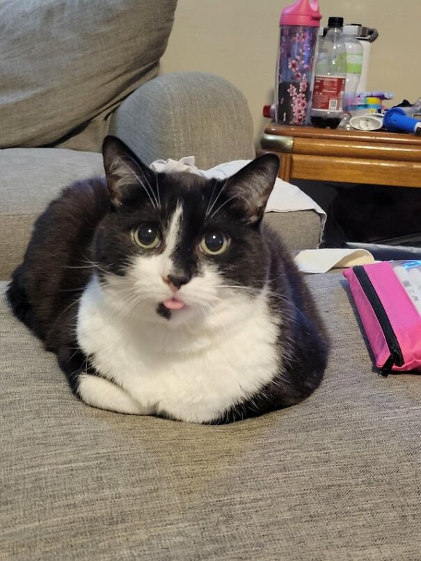 Caboose Has Given Us His First Blep On Camera!