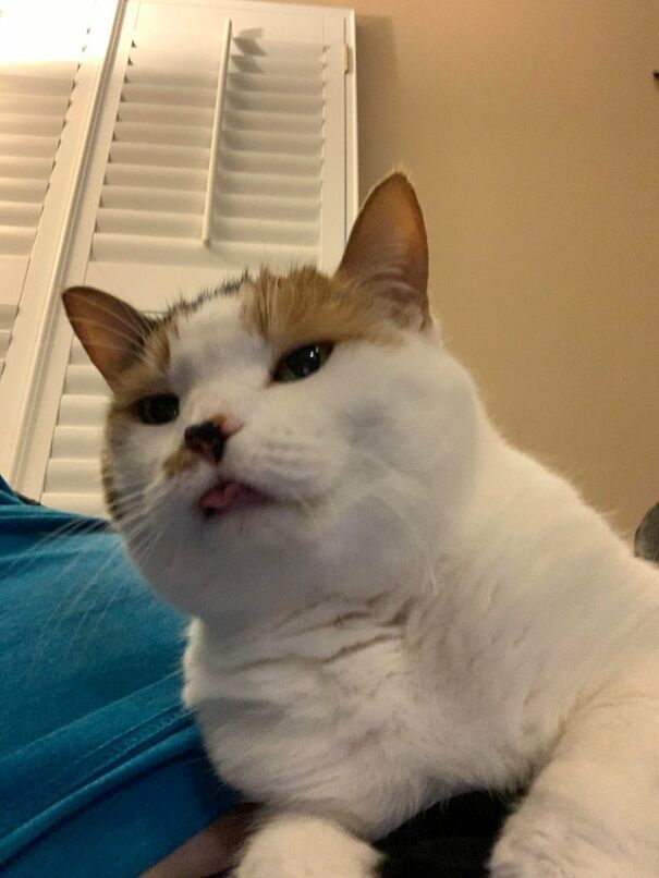 Deedee Has Owned Us For 5+ Years. Finally Caught A Blep On Camera!