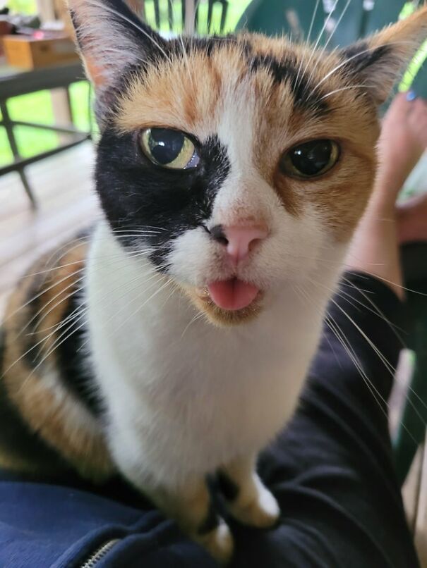 She Held This Blep For Like 5 Minutes