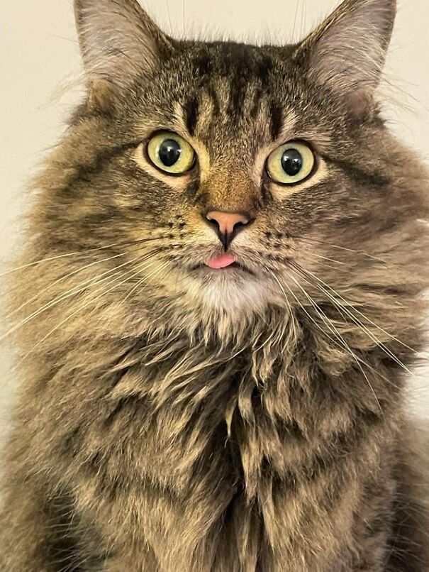 Probably The Best Blep Portrait I Will Ever Take
