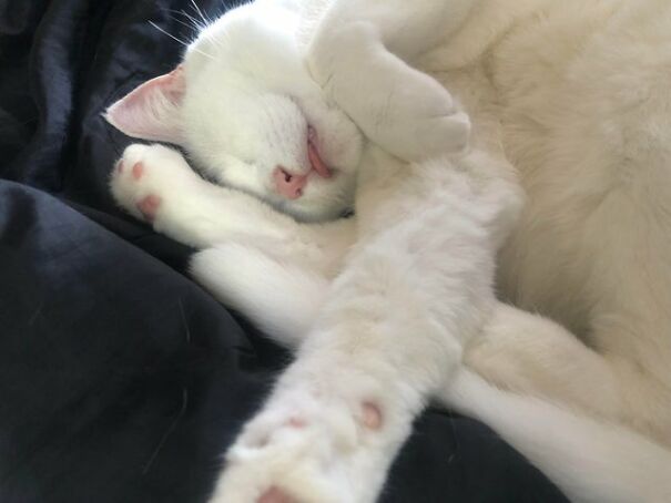 A Rare Blep For A Sleepy Girl