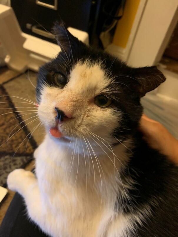 A Month Ago Chewie Was Living In An Abandoned Hospital Parking Lot, Now He’s The Blep King Of The House