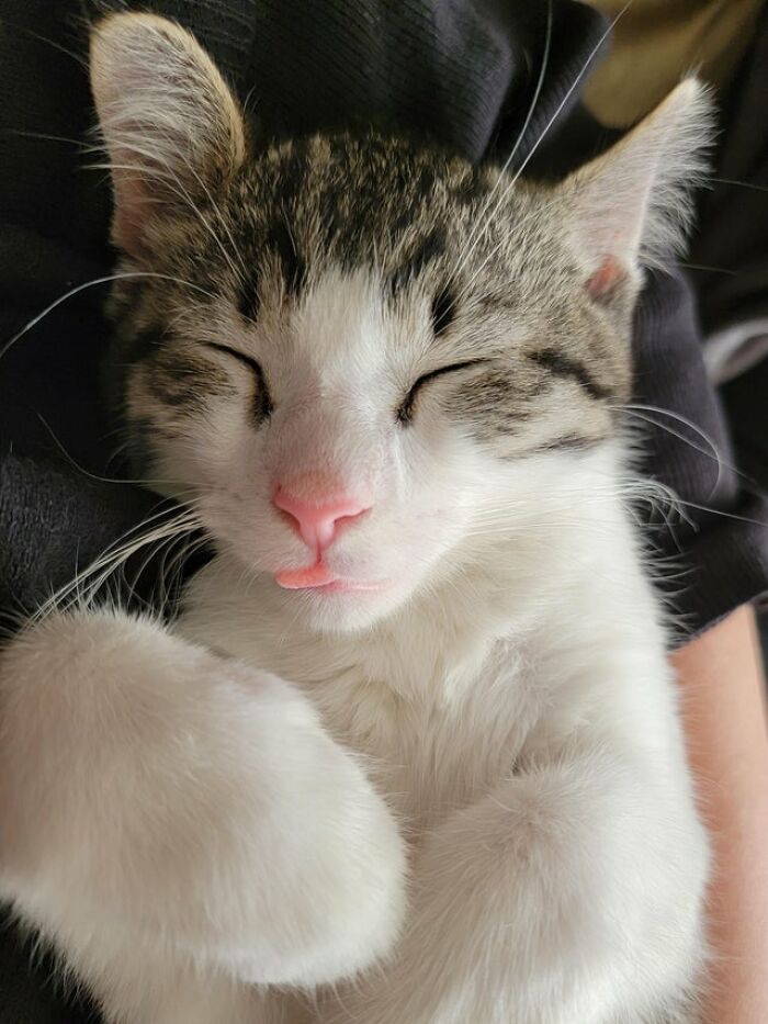 Mi nuevo gatito durmiendo la siesta y sacando la lengua