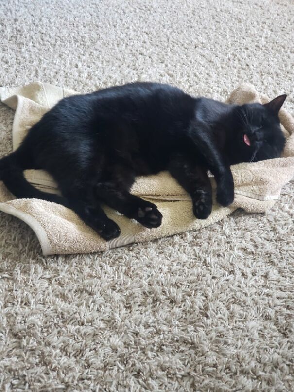 Content Blep! Was Told By Others That This Deserves To Be On This Sub, So Here Is Maryjane With Her Towel❤
