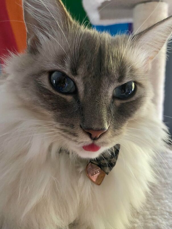 Such A Pretty, Yet Annoyed Blep