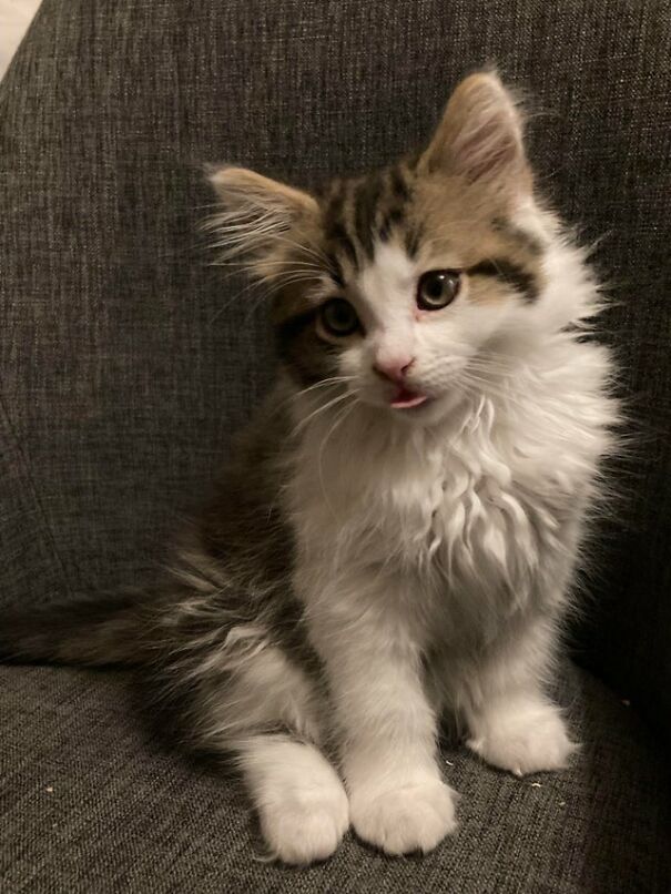 Tiny Blep From 9 Week Old Raffa