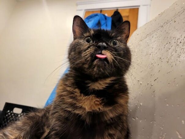 Blep From A Funny Angle