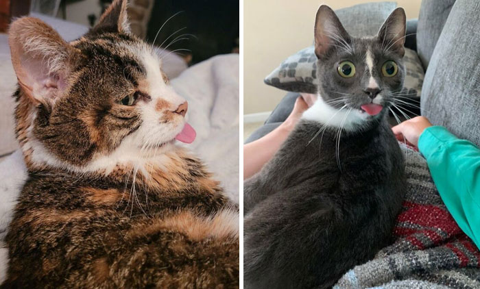 40 Cats That Forgot To Put Their Tongue Back In And Had The Derpiest Faces On Them