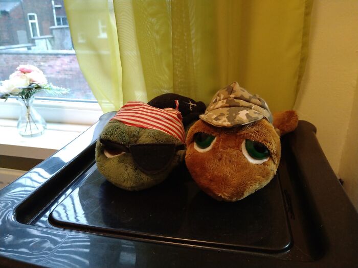 Turtles. (Presents From My Son When He Was Little)