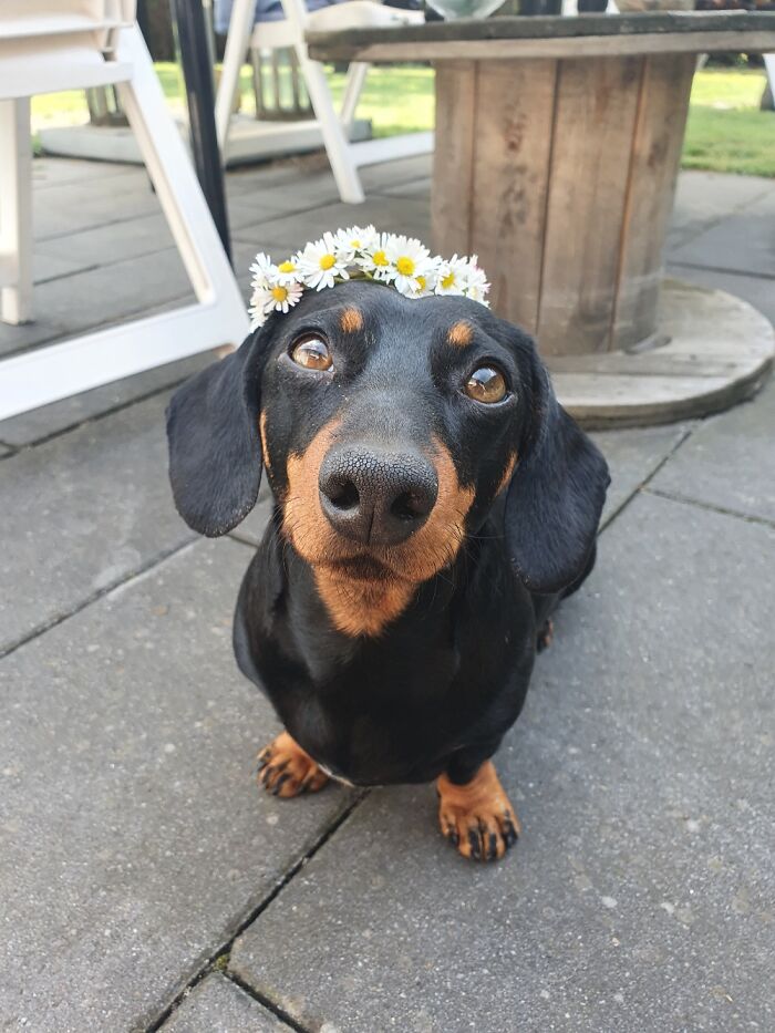 My Dachshund Boy Bubi Sporting A Flower Crown (Which He Ate Afterwards 😄)