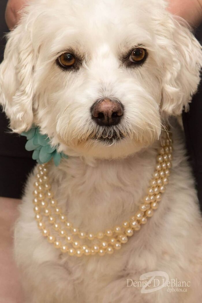 My Pretty Girl Loulou. Rescued From Nwtspca, Passed Away Last Year ❤