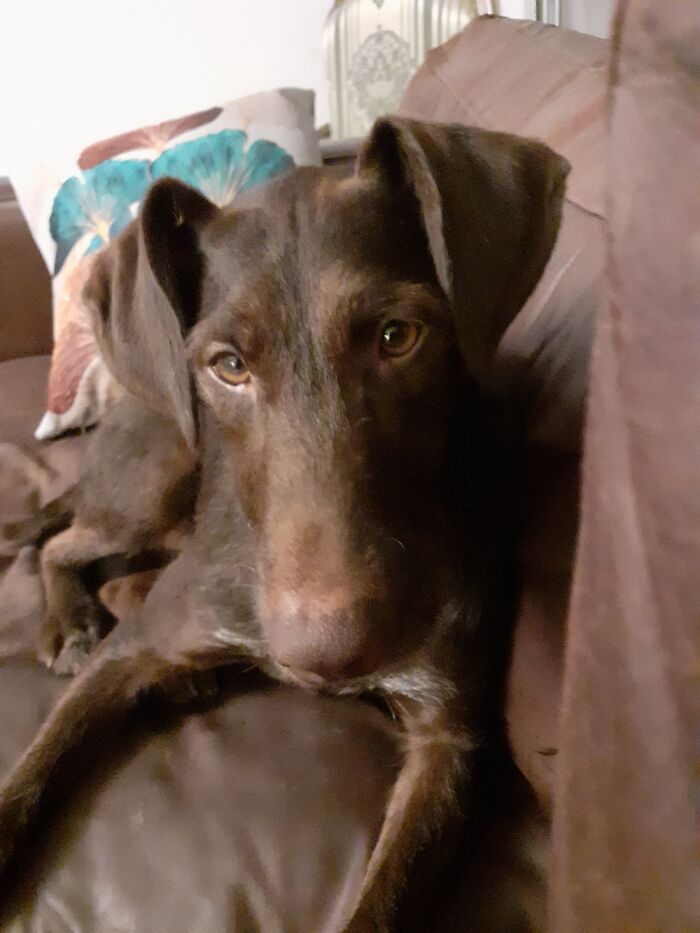 This Is Douglas A Former Stray From Romania, Now Living His Best Life In The UK