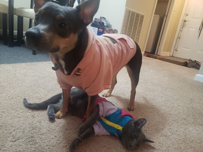 My Girl! She Is The Absolute Best Chihuahua And Pitbull Mix. (Also They Don't Mind Sweaters)