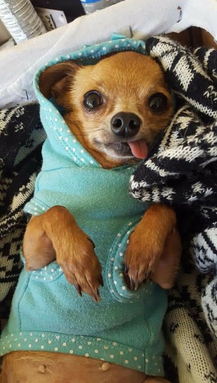 Our Sweet Little Sugar. She Passed Away A Year And A Half Ago, But We Miss Her So Much.