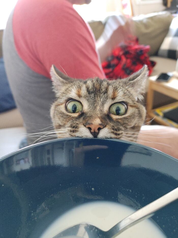The Longer You Look, The Funnier It Gets. Cleo Wants Milk!