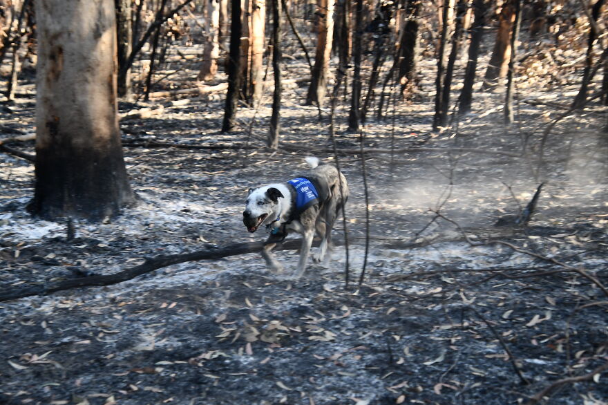 Dog Received An Award Of Honor For Saving Over 100 Koalas During The Bushfires Dog Received An Award Of Honor For Saving Over 100 Koalas During The Bushfires