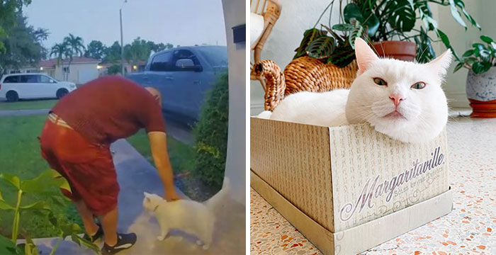 Meet Tuna, A Cat Who Befriends Delivery Men And Her Owner Posts About It On Instagram