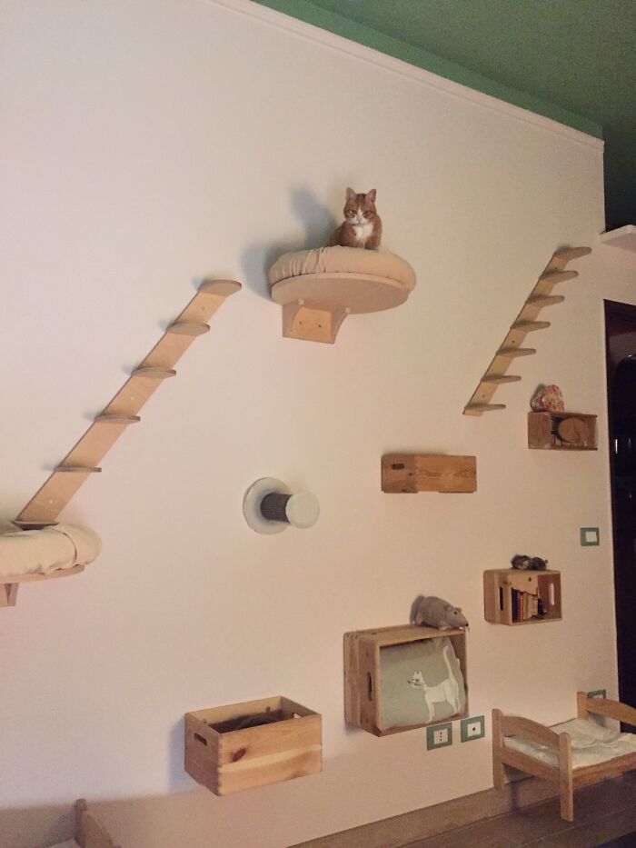 This Is The Wall I Have Created For My Cats: We Call It "The Catdrome"