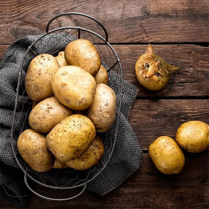 Person Shows What Everything Would Look Like If It Had A Cat’s Face And The Result Is Funny Yet Disturbing (98 New Pics)