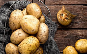 Person Shows What Everything Would Look Like If It Had A Cat’s Face And The Result Is Funny Yet Disturbing (98 New Pics)