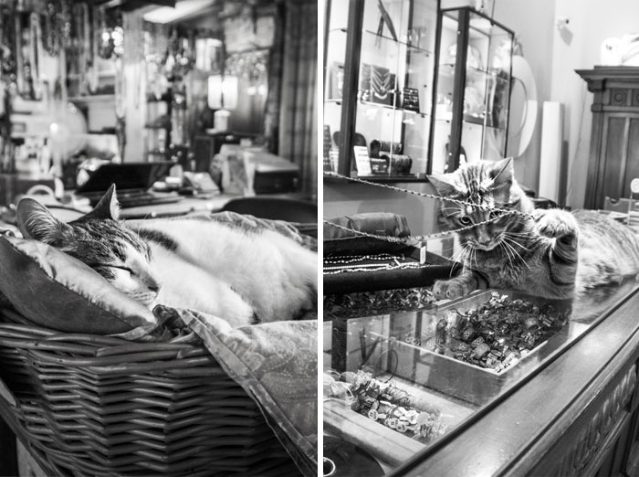 Cats At Work: I Captured Cats Living In People’s Working Places (30 Pics)