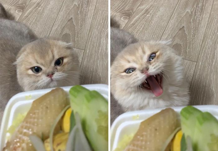 My Cat's Expression When She Sees My Food
