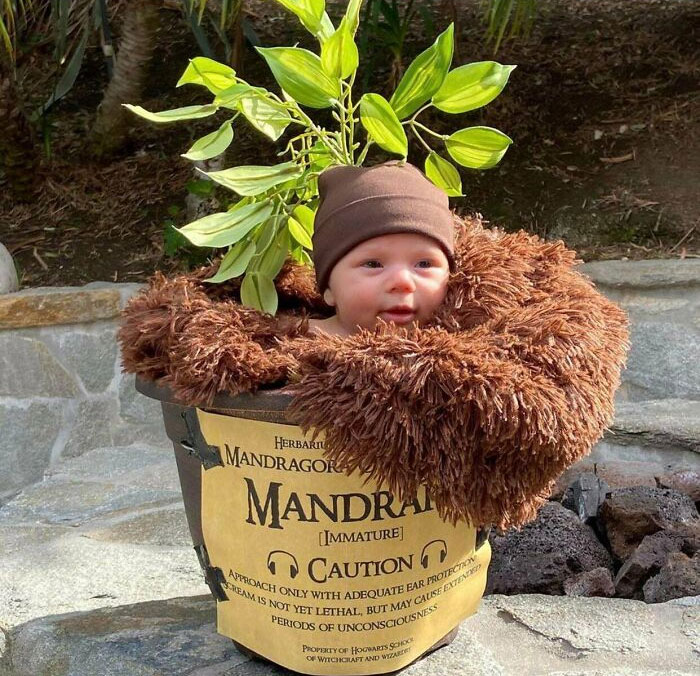 We Always Joked That Our Little Guy Looked Like A Mandrake Root When He Cried. Therefore, We Dressed Him Up As One For His First Halloween
