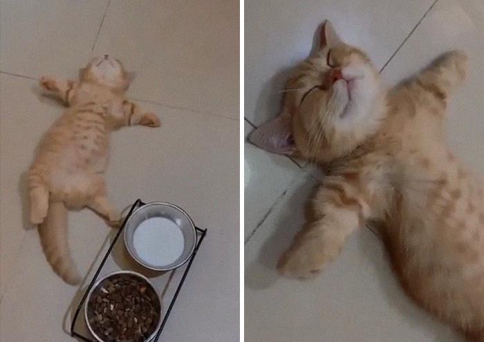 Kitten Relaxing On A Full Stomach