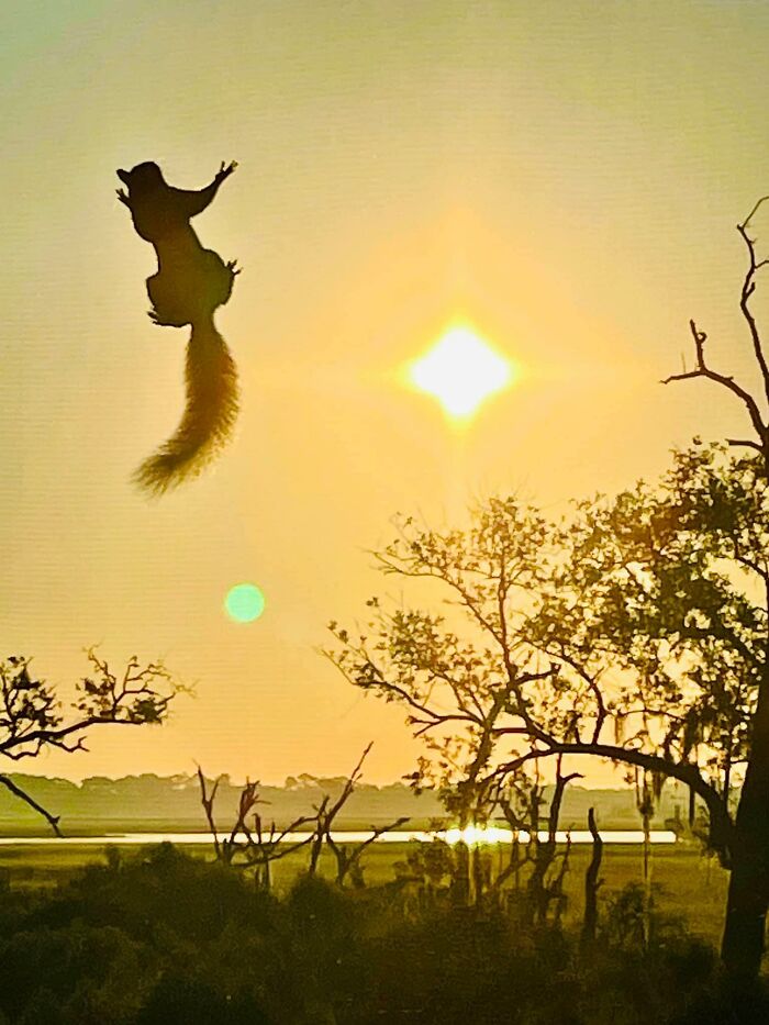 Me: Look At That Pretty Sunrise… Squirrel: Hold My Beer!