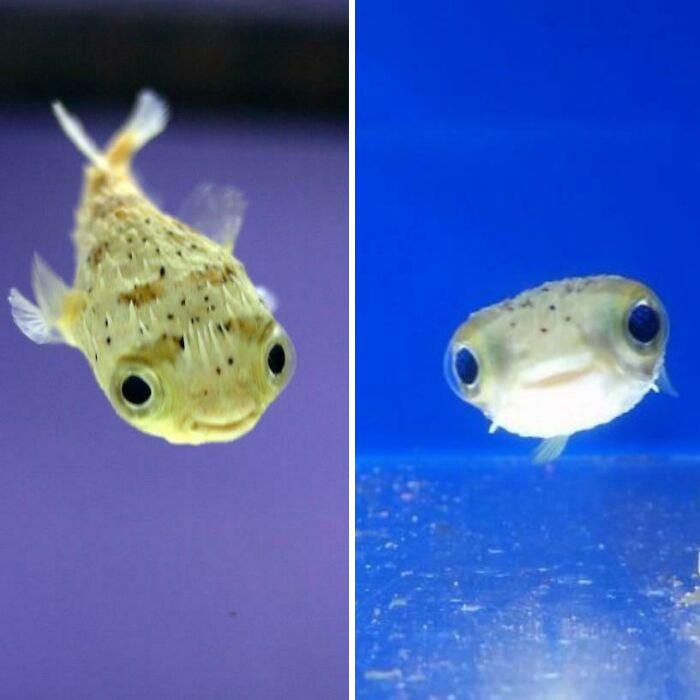 Everyone Sending Mammals And Birbs, But Baby Pufferfish Is Very Cute!