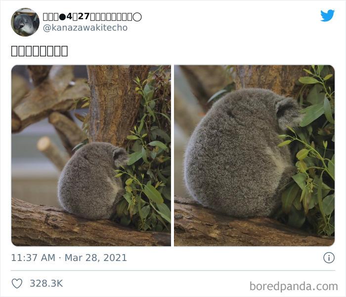 Maybe A Koala