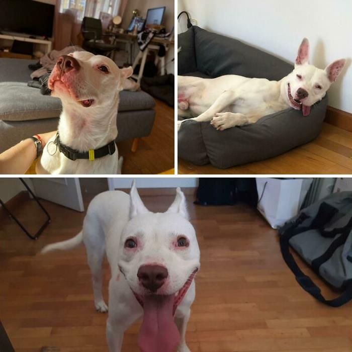 Meet Tartuffe! Adopted This "Approx" One Year Old Buddy From A Shelter, He Has Been Abandoned "Apparently Not Mistreated", No Microchip, Past Unknown. He Is Such A Good Boy. They Labelled Him As Pitbull Terrier By The Shelter Vet "Not Mixed". What's Your Opinion? Does He Look Like A Pure Pit?