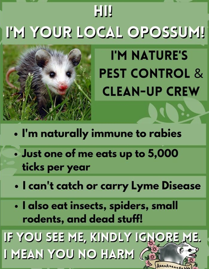 Opossums Are Our Friends