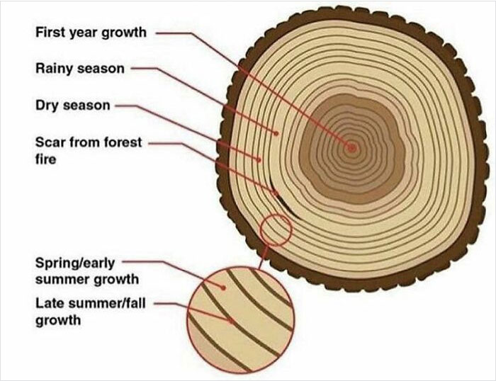 Tree Timeline