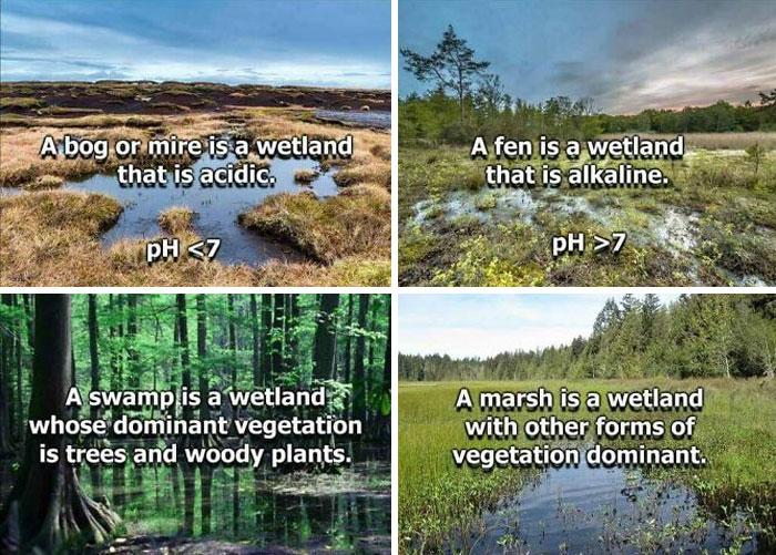 Know Your Wetlands. Posted To A Wildlife Management Facebook Group Probably Posted Somewhere Else Before But Not Here