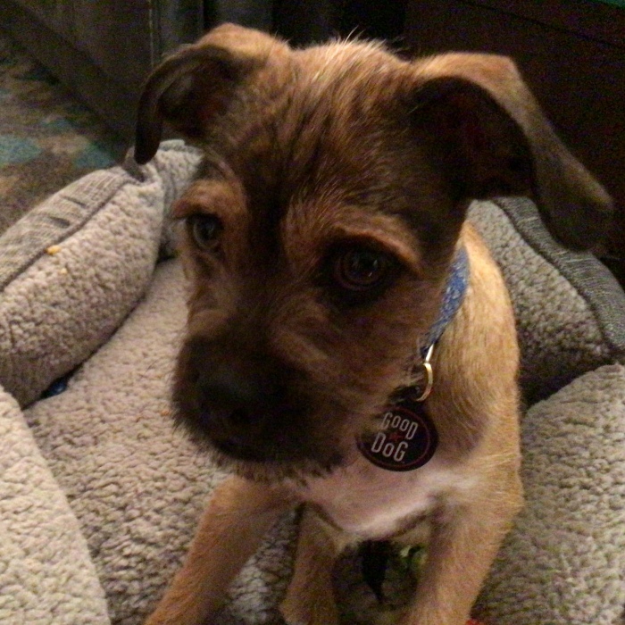 Hey Pandas, Photoshop This Doggo (Closed)