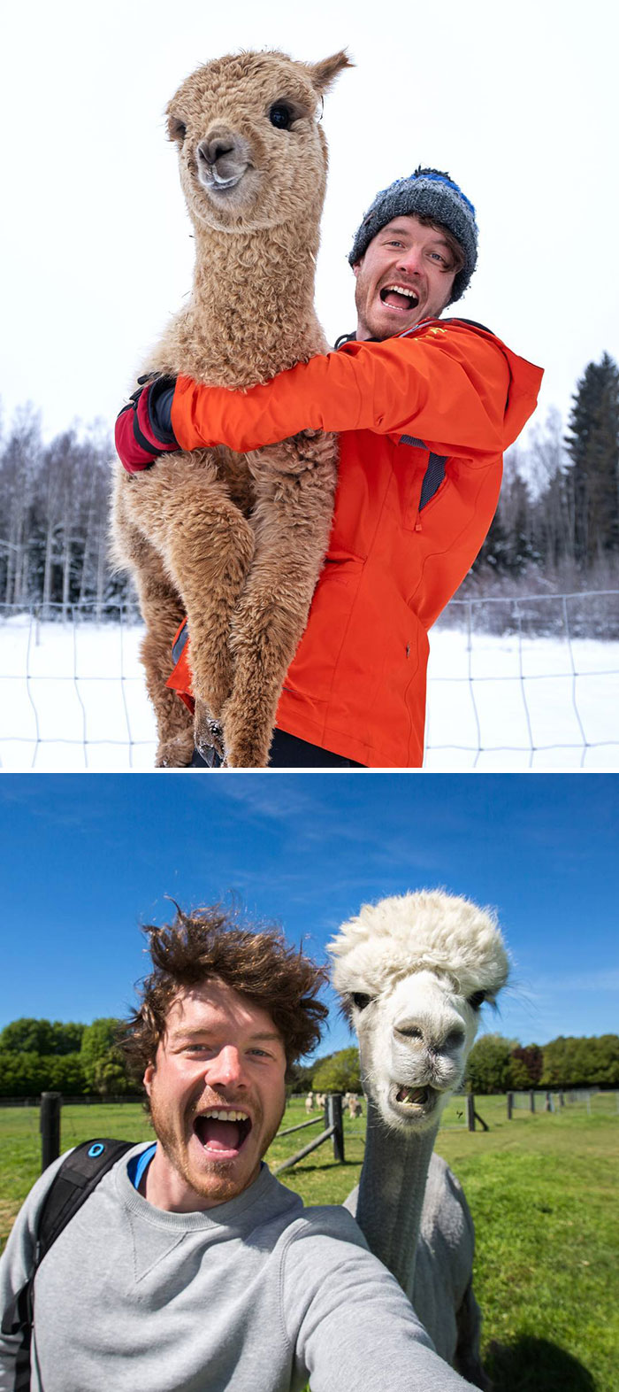 Different Seasons Same Love For Alpacas