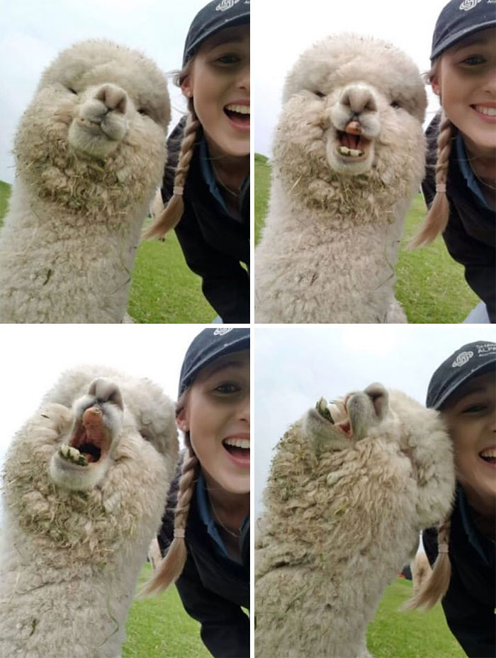 Laughing Alpaca